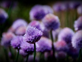 Focus sur une couleur : le mauve !