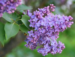 Etre connecté à l’abondance avec le jardin !