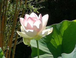 7 exemples d’aménagement pas Feng Shui !