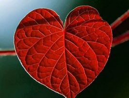 Comment vivre plus d’amour avec le feng shui ?